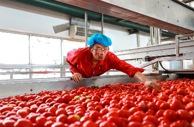 Tomato harvest fuels economic growth in Jinta