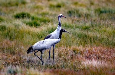 Black-necked crane population reaches record high in Gansu's Yanchiwan 