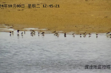 Large numbers of 'Teletubbies' spotted at Dunhuang Yangguan Wetland