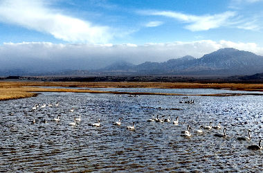 Gansu wetland welcomes majestic swan migration