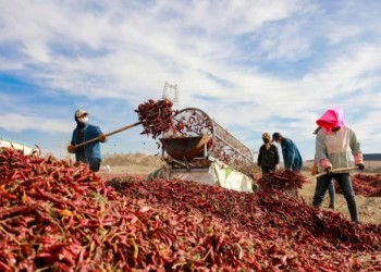 Jiuquan's chili industry celebrates bumper harvest