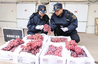 Dunhuang's fresh grapes make debut export to Iraq