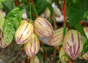 Pepino melons become 'Golden Fruits' of prosperity in Jiuquan