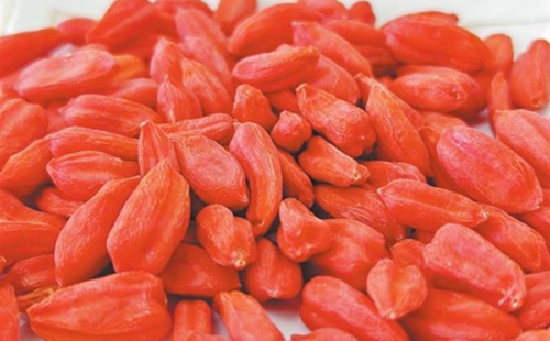 Technology boosts agriculture in Jiuquan