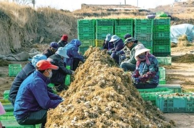 Lily bulbs come into season in Lanzhou