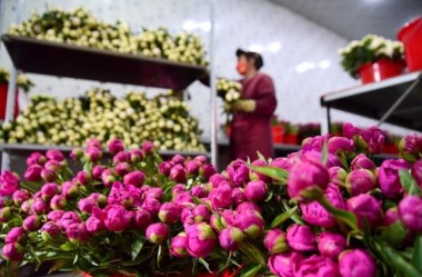 Flower industry blooms in Lanzhou