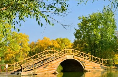 Poplar forest glitters with a golden shimmer