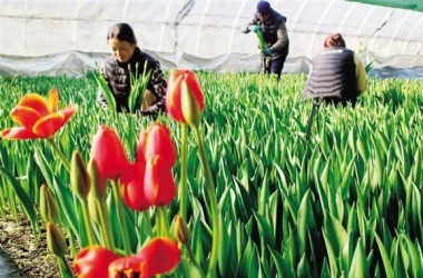 Greenhouse flowers add to Spring Festival cheer