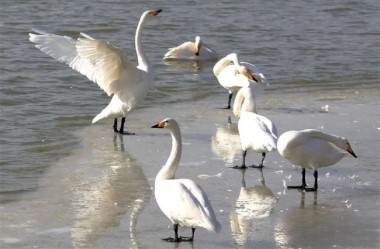  Whooper swans return to Lanzhou