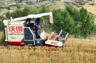 In Lanzhou, harvesters bring in the wheat