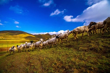 Lanzhou's Yongdeng boosts prosperity through goat industry