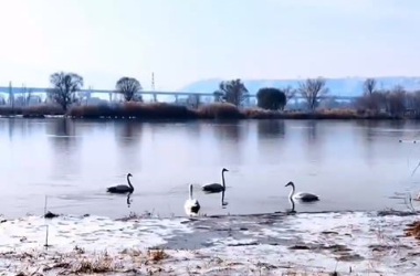 Swans enjoy winter weather in Lanzhou