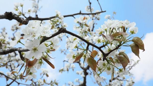 Enjoy spring outing in pear garden of Lanzhou