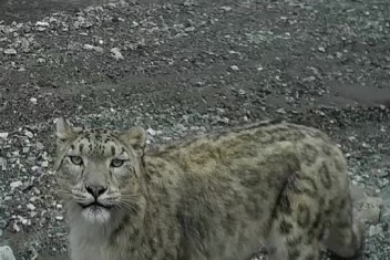 AI-aided tech developed for snow leopard protection