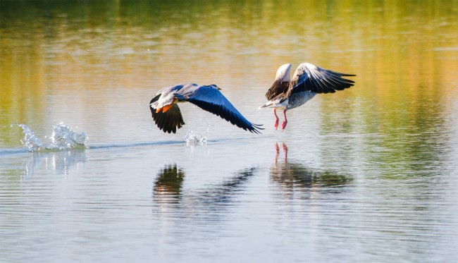 2022年9月4日，大雁双双在党河水域飞舞、觅食。（王斌银 摄影）01.jpg