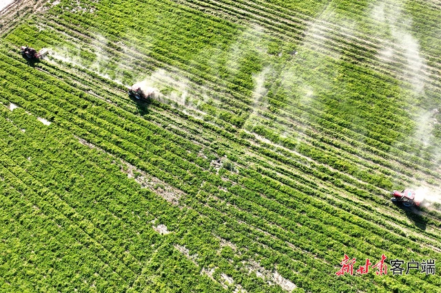 County in Gansu province accelerates development of herbal medicine