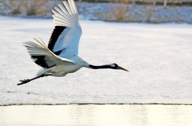 Red-crowned cranes rest in Zhangye, Gansu province