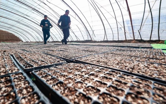 Spring plowing under way in Linze county