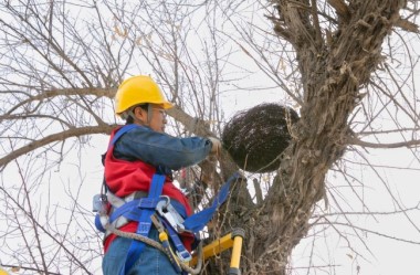 State Grid saves birds from danger posed by power lines