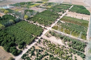 N China's Zhangye to add greenery