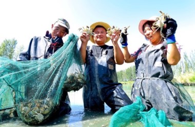 Crab harvest in NW China's Zhangye