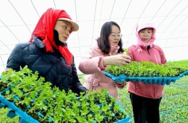 Protected agriculture boosts vitality in Zhangye