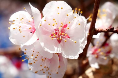 Apricot blossoms add beauty to Shandan