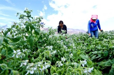 Zhangye blooms with success in flower seed business