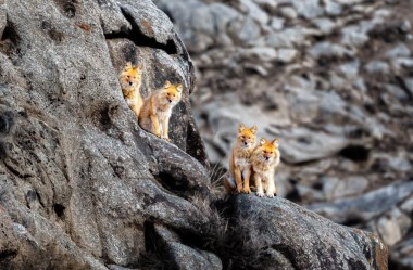 Rare family of jackals photographed in Qilian Mountains