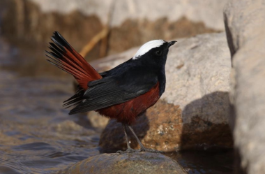 Endangered birds spotted in NW China's Heihe River wetlands