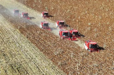 In Zhangye, sorghum growers embrace bountiful harvest season