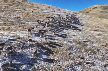 Herds of 'rock-climbing' blue sheep resurface in Sunan