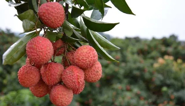 Provincial lychee sales event to kick off in Gaozhou