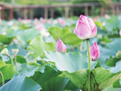 Stunning lotus blossoms in Maoming attract tourists