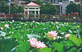 Lotuses bloom in Maoming
