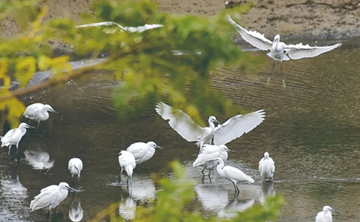 Maoming's wetland attracts many egrets