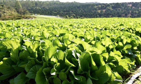 Maoming boosts winter vegetable industry