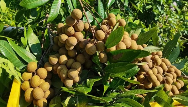 Maoming's longan industry aims to reach value of 10b yuan