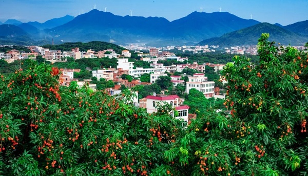 Maoming's fruit industry thrives, boosting farmers' incomes