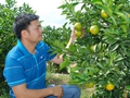 Lianjiang blood orange festival features e-commerce