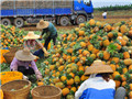 Pineapple sector in Xuwen calls for deep processing