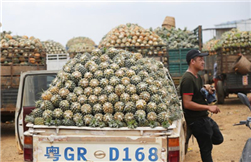 Xuwen manages unsellable pineapples timely