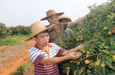 Lychee ripens in Xuwen county