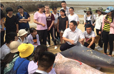 Zhanjiang holds activity to promote Chinese white dolphin protection