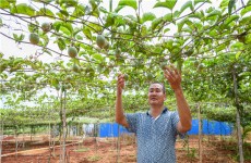 Juicy passion fruit ripening in Zhanjiang