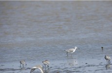 Global endangered birds recorded in Zhanjiang for first time