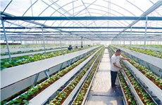 Grand agriculture complex helps rural revitalization in Wuchuan