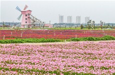 Blooming flowers in Wuchuan ushers in beautiful spring
