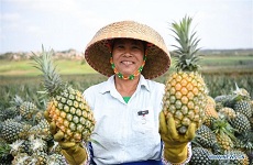 Pineapples enter harvest season in Zhanjiang, Guangdong