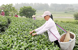 Zhanjiang spring tea low in quantity, but high in quality
